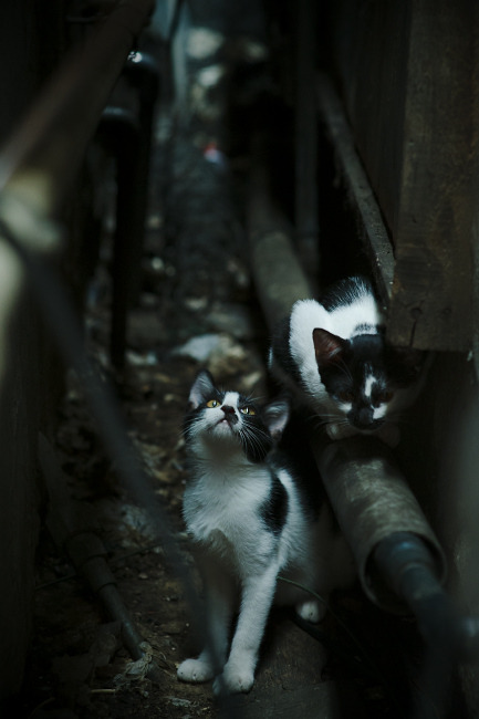 九游游戏-2005年总决赛：圣安东尼奥马刺在对阵西部强敌西雅图超音速的比赛中，以强硬防守获胜，夺得队史第三个冠军。